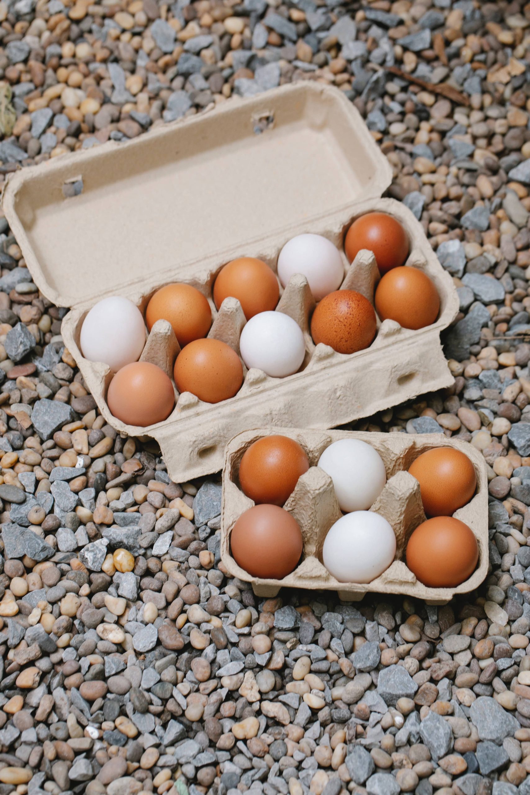 Golden Eggs Poultry Farm